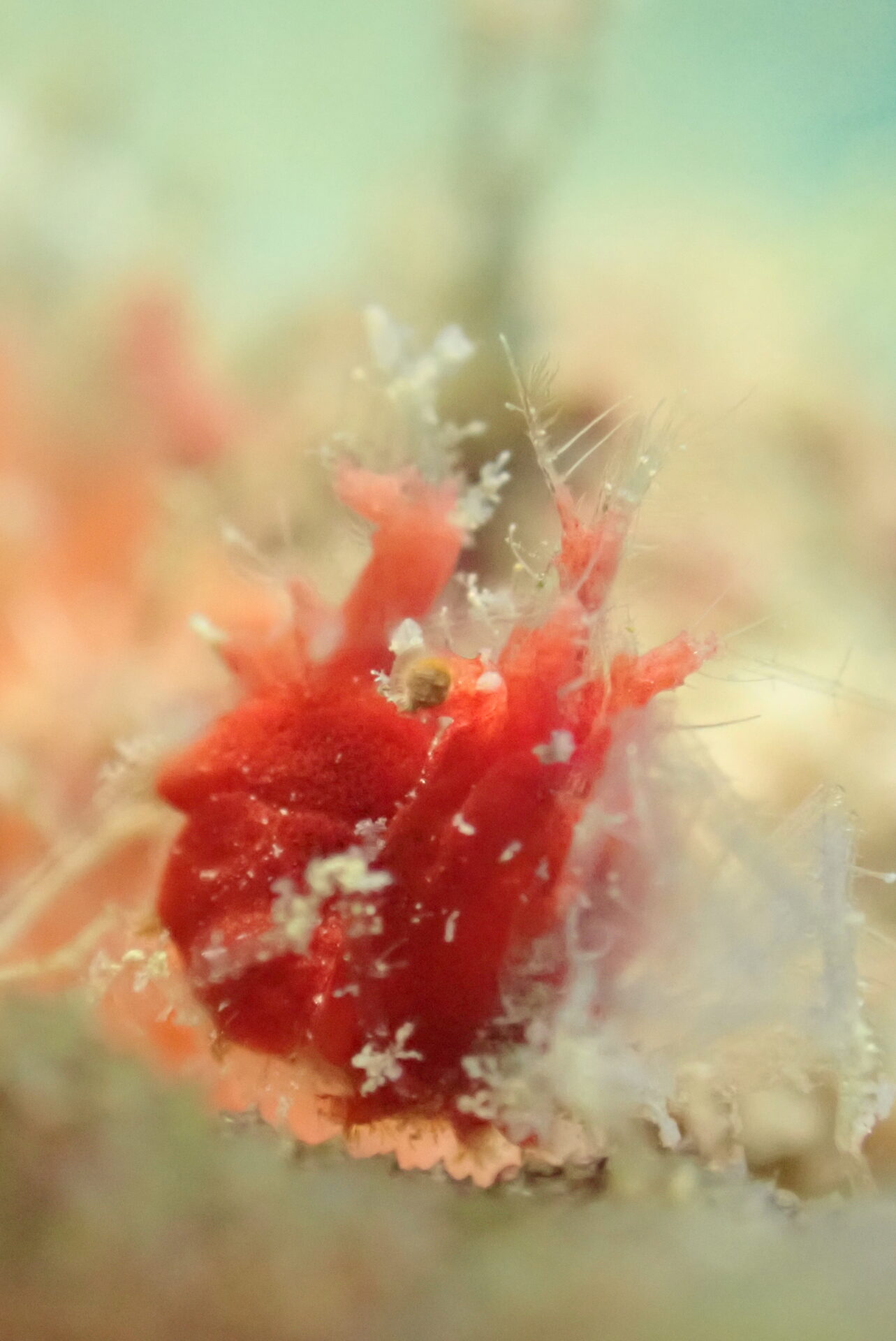 宮古島ダイビング　3本目