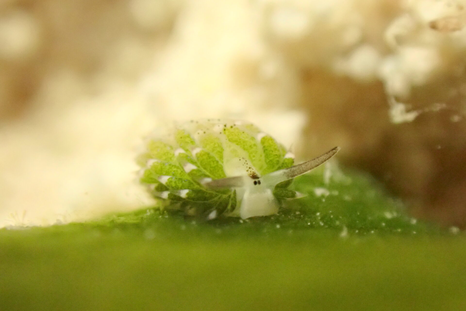 宮古島ダイビング  3本目