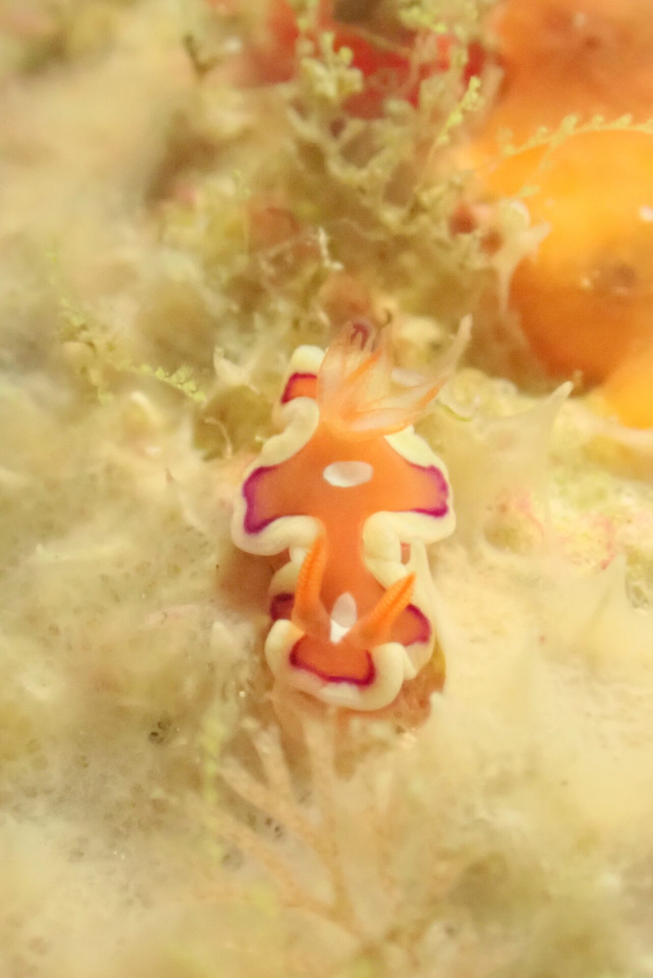 宮古島ダイビング　3本目