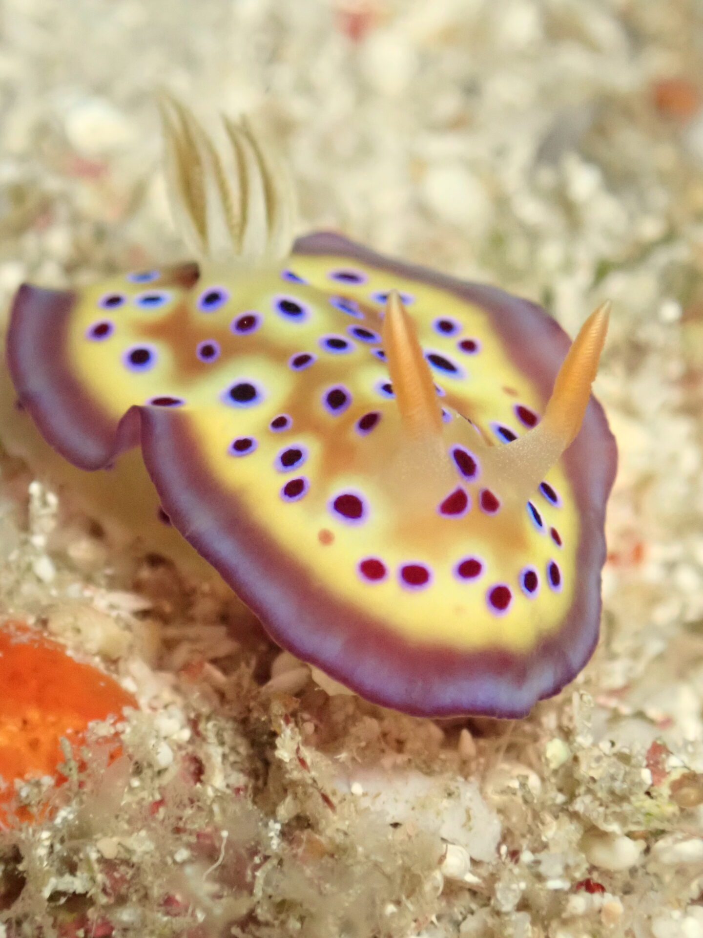 宮古島ダイビング　1本目