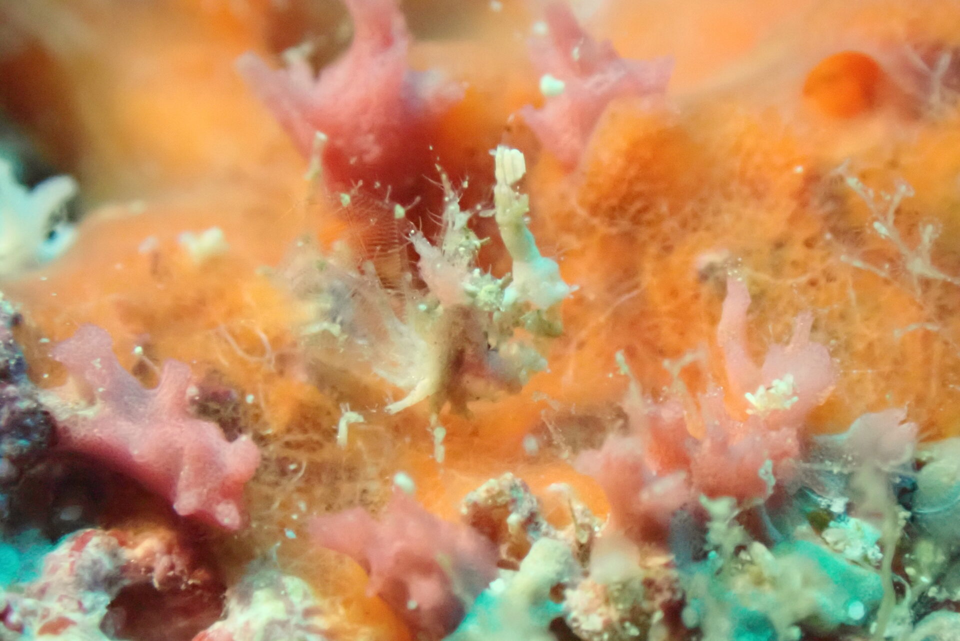 宮古島ダイビング　3本目